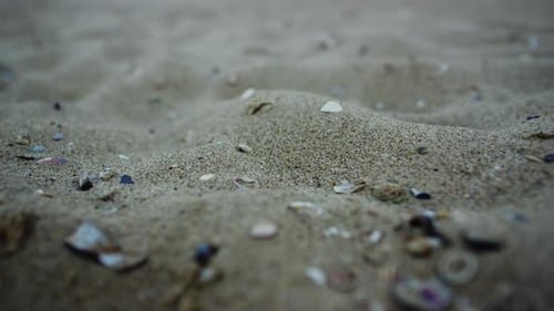 Gros plan sur Sandy Beach Seashell. Sea Beach Sand Surface Conches. Détail du contexte naturel