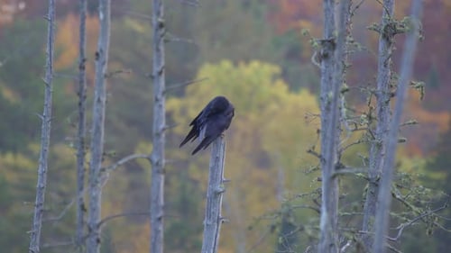 Algonquin Park Wildlife, Common Raven Perched During Fall