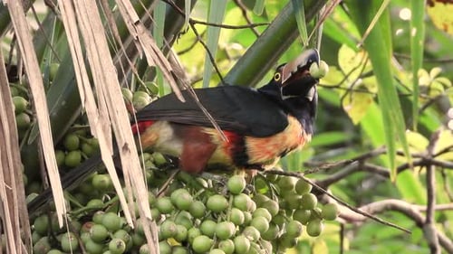Collared Aracari Eating Green Palm Fruit On The Tree. - close up