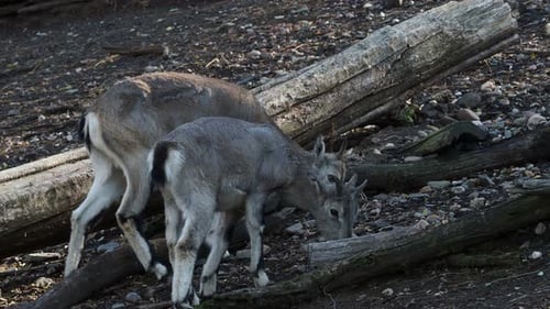 Two Grazing Bharal in Natural Habitat