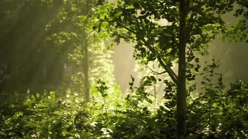 La lumière du soleil inspire la tranquillité Les faisceaux lumineux dynamisent les pensées paisibles