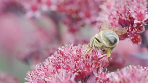 Honey bee feeding on bright summer garden flowers close up macro