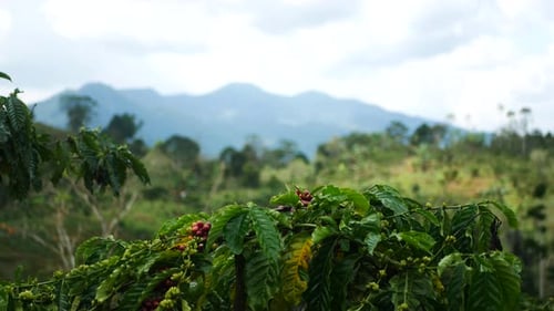 fresh coffee berries