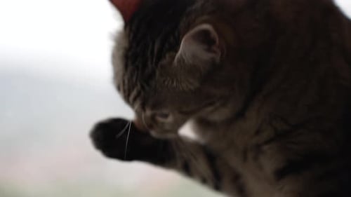 Grey Tabby Cat Grooming Itself Indoors