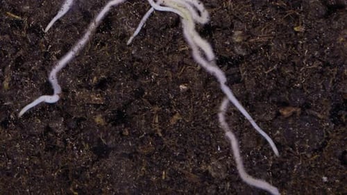 Plant Root Timelapse - 2K