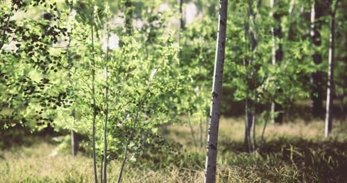 Lush Green Forest in Early Morning Light with Young Trees and Vibrant Foliage
