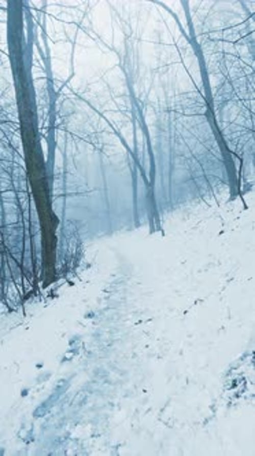 Vertical Winter Forest Walk POV