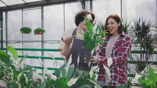 A Male Sales Consultant Gives Advice to the Buyer on Caring for Spathiphyllum A Male Plant Botanist