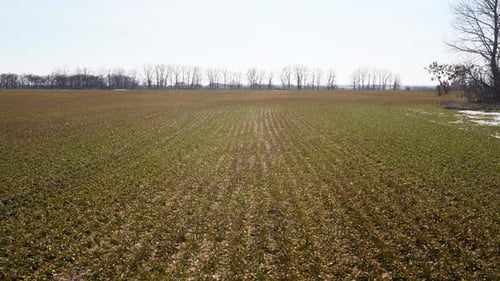 Young Sprouts of Wheat on the Field and Land Out of Crop Drone Shot Above Fields of Wheat Rural Farm