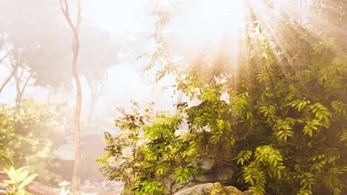 The Sun is Shining Through the Trees and Rocks