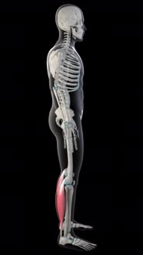 Gastrocnemius Muscles On Whole Human Body Vertical Video