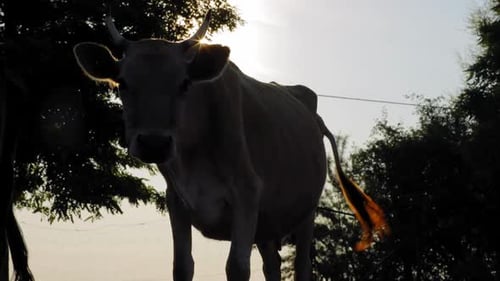 Cow on a farm at sunrise / sunset Slow Motion Clip