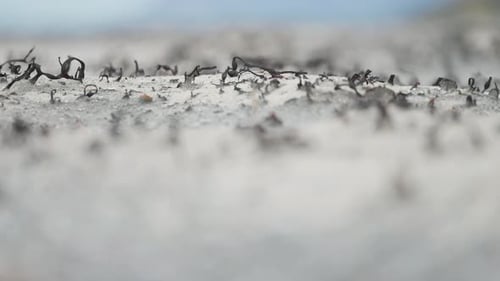 Tiny dry plants and seaweed on the sandy beach. Parallax shot.
