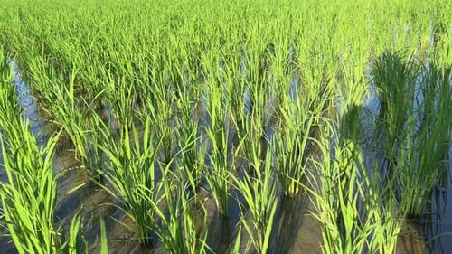 Young Green Rice Farming