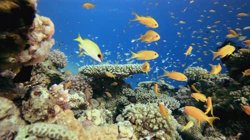 Colourful Coral Reef Scene