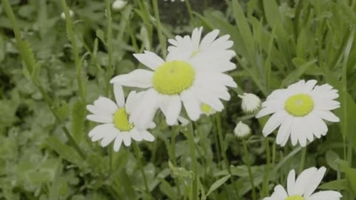 Close-up white daisy flowers grow in nature with green background.