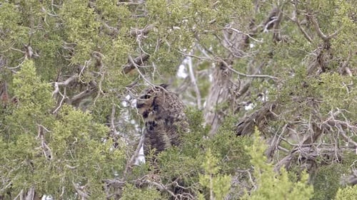 Great Horned Owl hiding in a juniper bush