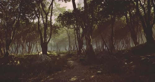 Enchanting Forest Pathway Illuminated By Soft Sunlight in Tranquil Nature