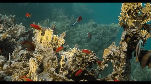 Fischschwarm 4K