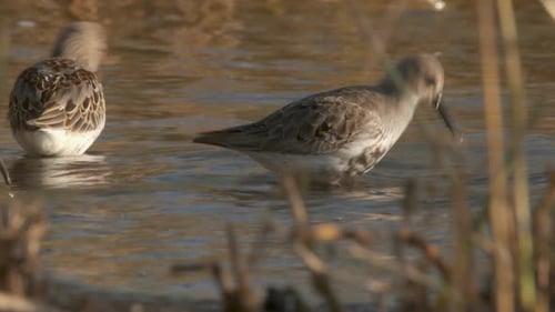 Gruppe von Dunlins auf Nahrungssuche in einem sumpfigen Gebiet -Mittlere Aufnahme