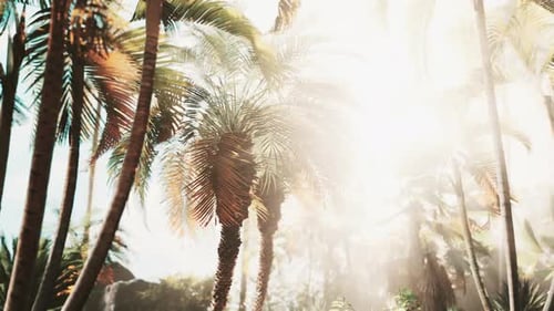 Light Ray in a Jungle Rainforest