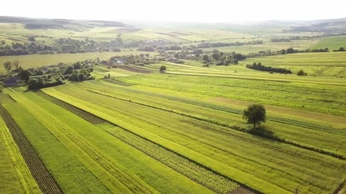 Aerial View of Green Agriculture Fields in Spring with Fresh Vegetation After Seeding Season