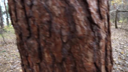 Wild Fluffy Squirrel Running on a Tree Trunk at Autumn Forest Cute Brown Rodent Climbing on Wood to