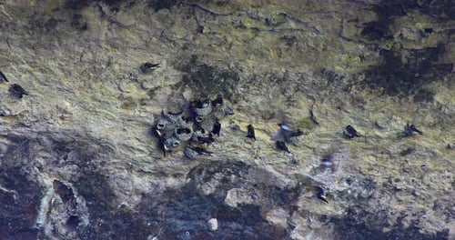 Static video of Cliff Swallows at the Hamilton Pool Preserve under a rock ledge.