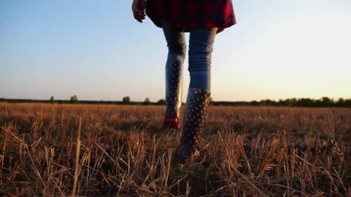 Female Feet of Young Farmer Going Through the Barley Plantation at Sunset Legs of Agronomist in