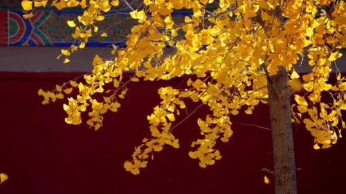 Cinematic View Of Beautiful Yellow Ginkgo Tree