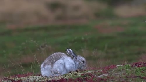 Wild White Rabbit Foraging In A Beautiful Green Summer Meadow