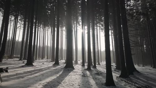 Sun rays shine through trees in a winter forest. Snow creates an amazing fairy tale landscape