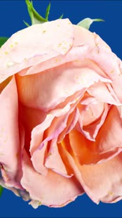Close up of Pink Rose Wilting on Blue Background