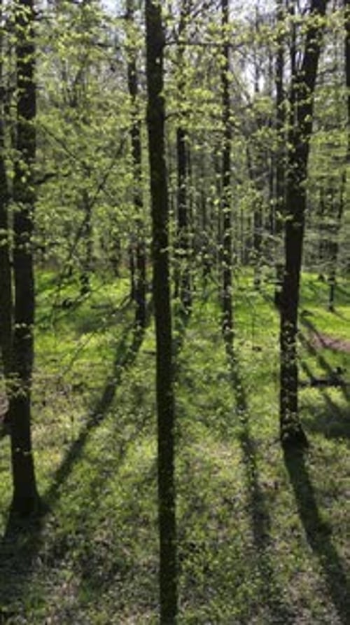 Se déplacer dans une forêt printanière avec soleil
