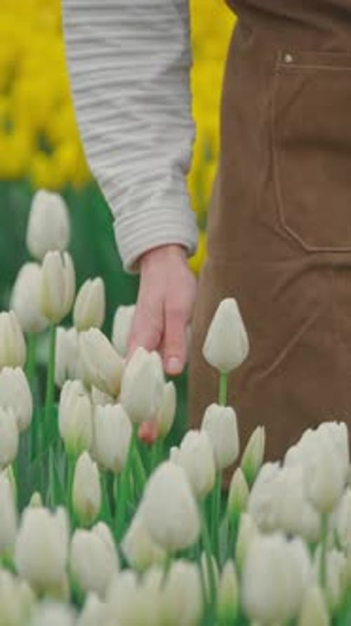 Hands Gently Tending to Beautiful White Tulips in a Vibrant Flower Field Setting