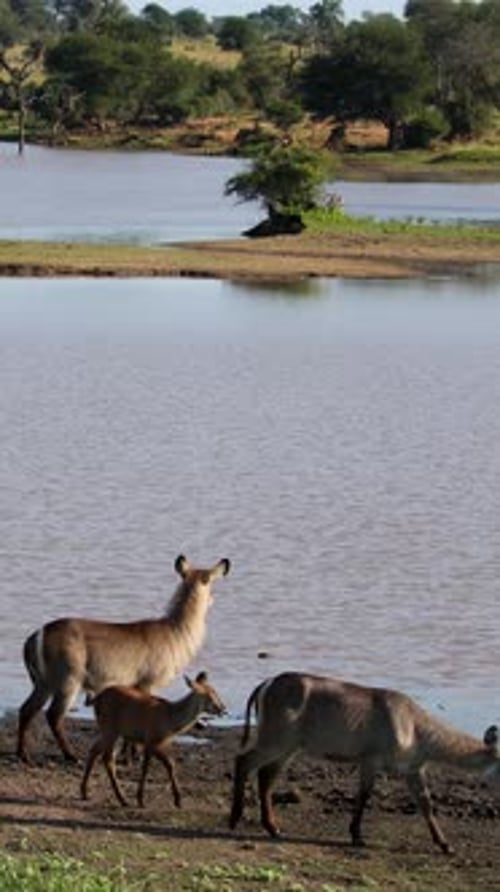Vue verticale de trois cerfs nerveux en alerte près d'un point d'eau dans la savane africaine du parc Kruger
