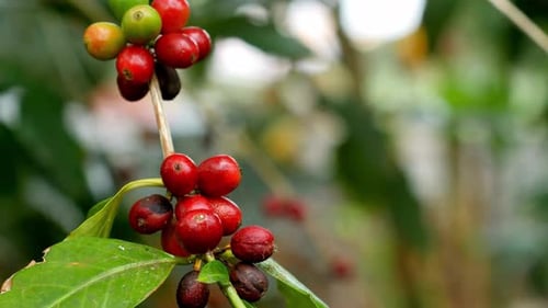 Breathtaking And Beautiful View Of Close Up Of Coffee Beans