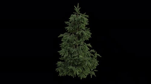 Zedernbaum weht im Wind. Der Wind weht den Zedernbaum. Alpha-Kanal. Loop-Animation