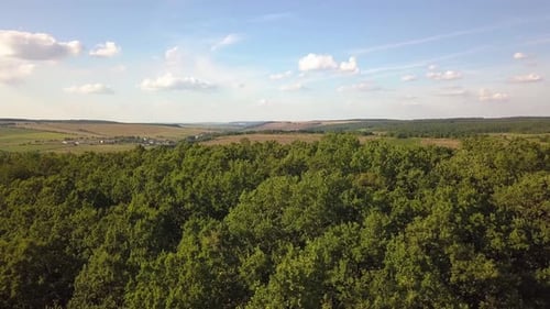 Top Down Aerial View of Green Summer Forest with Many Fresh Trees