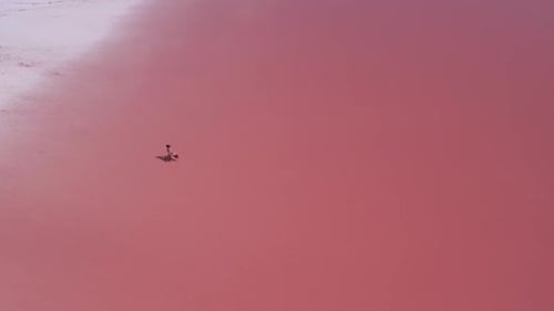 Windy Pink Salt Lake With Woman In Flowing Pink Dress