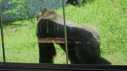 Un touriste photographie un gorille à travers la vitre de l'enceinte du zoo