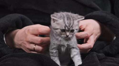 Tiny Tabby Kitten Being Cared For