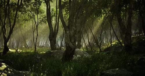 Une clairière luxuriante capture l'essence de la tranquillité à l'aube