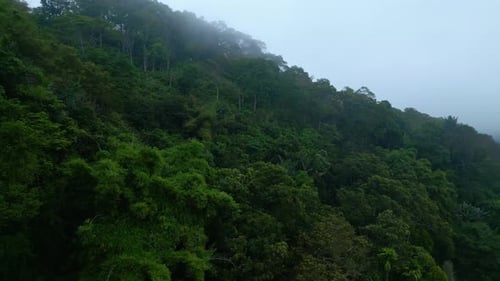 Aerial View on Forest Nature and Green Wood Trees in Fog Landscape of Mountains