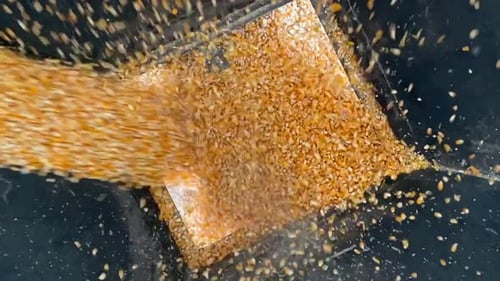 Filling the grain corn pit. Witness the determination and dedication of the workers as they ensure t