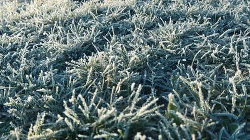 Close up glide over morning frozen and ice hoar covered grass during winter day. Ice crystals.