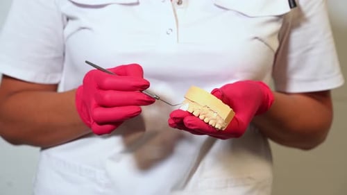 Dentist Works on Teeth Model in Clinic