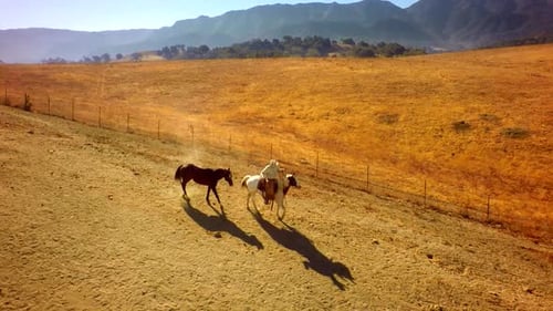 Cowboy on Horseback Travels on Dirt Path with Lassoed Horse Above