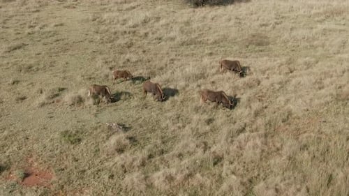 Drohnenaufnahme einer kleinen Gnusherde, die auf Herbstgras in afrikanischen Ebenen weidet