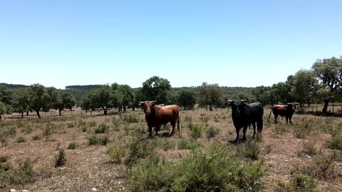 4K Drone Footage Of A Cattle Of Bulls On A Field